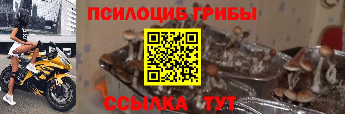 Галлюциногенные грибы Cubensis Сердобск